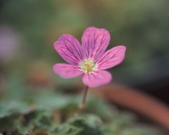Tapeta Nature Flowers 655.jpg